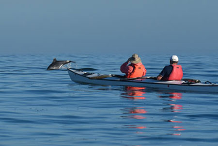 kayakers with dolphins