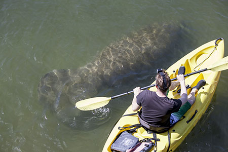 kayaker with manatee