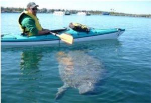 Manatee under kayak