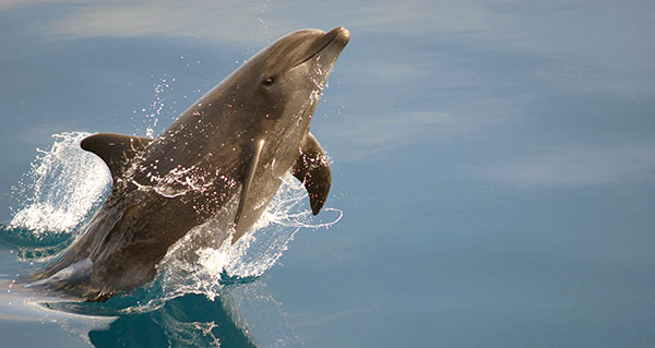 Bottle nose dolphin