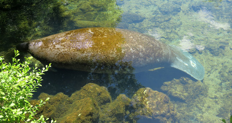 Manatee in the river seen from a kayak eco tour in Cocoa Beach