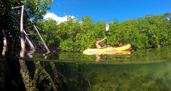 Kayaking in Mangroves